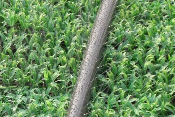 ΢���ȶ�׹�