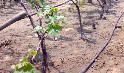 ���̰���