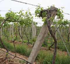 ����԰�ι�