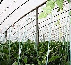 �߲˴���ι�