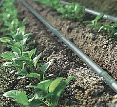 �߲˴���ι�