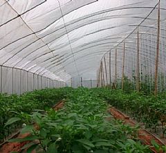 �߲˴���ι�